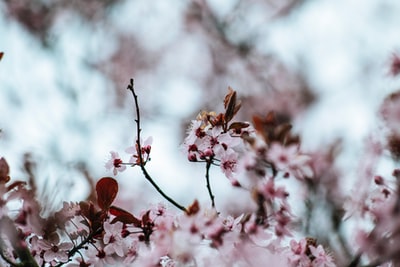 粉红樱花特写摄影